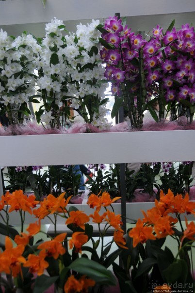 Павильон Орхидей в парке Keukenhof