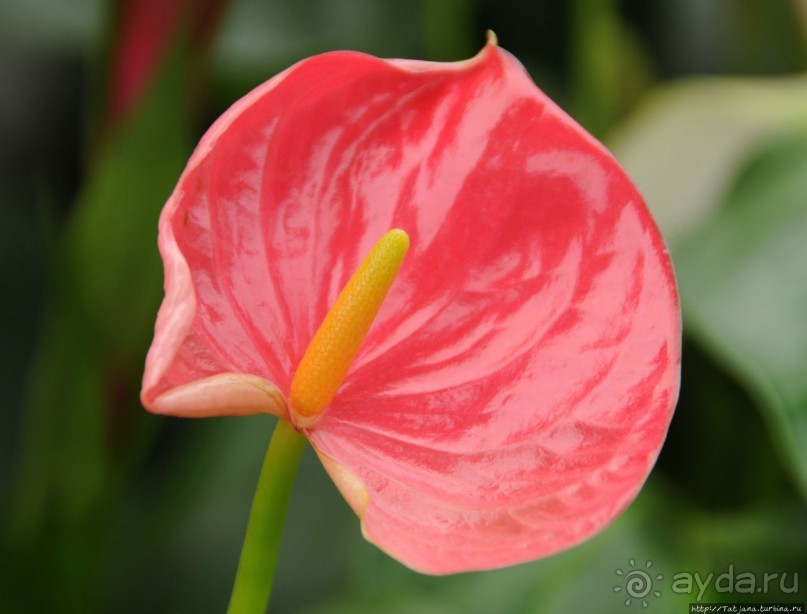 Павильон Орхидей в парке Keukenhof