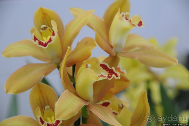 Павильон Орхидей в парке Keukenhof