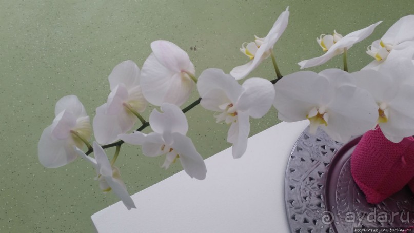 Павильон Орхидей в парке Keukenhof