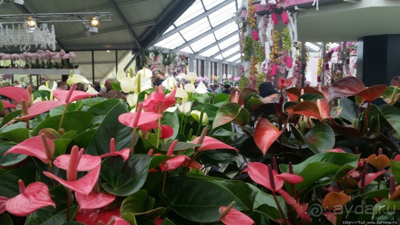 Павильон Орхидей в парке Keukenhof
