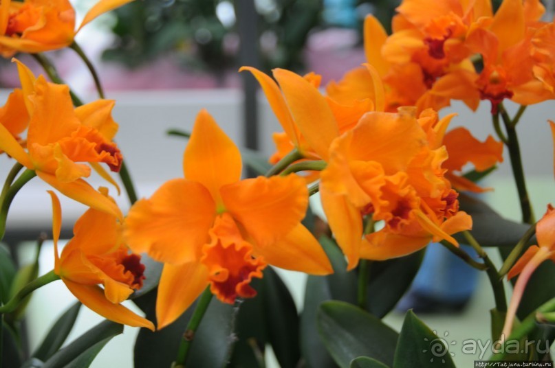 Павильон Орхидей в парке Keukenhof