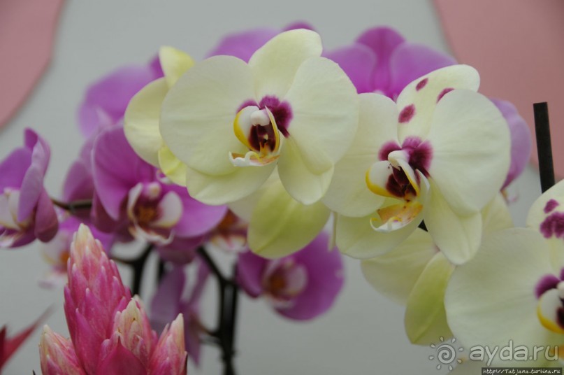 Павильон Орхидей в парке Keukenhof