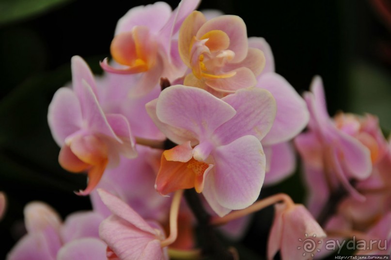 Павильон Орхидей в парке Keukenhof