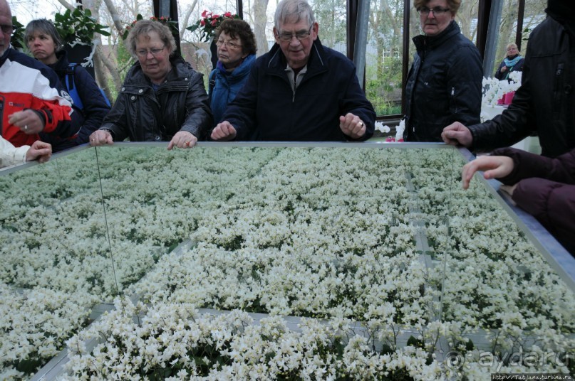 Павильон Орхидей в парке Keukenhof