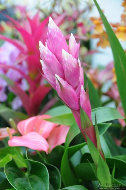 Павильон Орхидей в парке Keukenhof