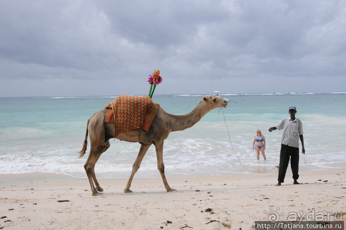 Популярный отель на побережье Diani Beach