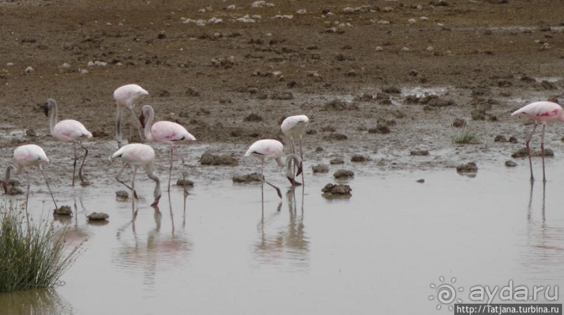Популярный отель на побережье Diani Beach