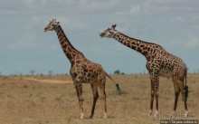 Популярный отель на побережье Diani Beach
