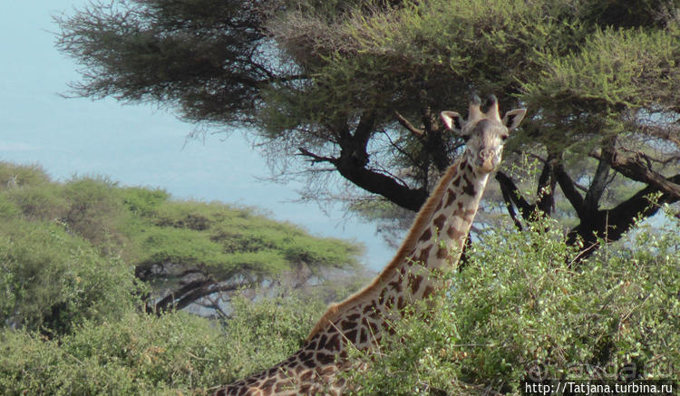 Альбом отзыва "Популярный отель на побережье Diani Beach"