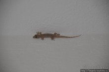 Популярный отель на побережье Diani Beach