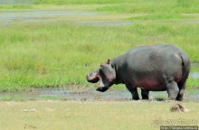 Популярный отель на побережье Diani Beach