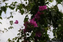 Популярный отель на побережье Diani Beach