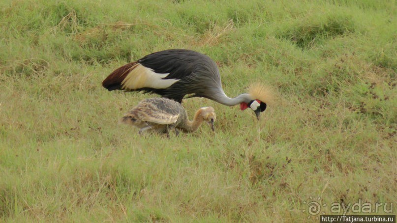 Популярный отель на побережье Diani Beach