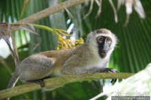 Популярный отель на побережье Diani Beach