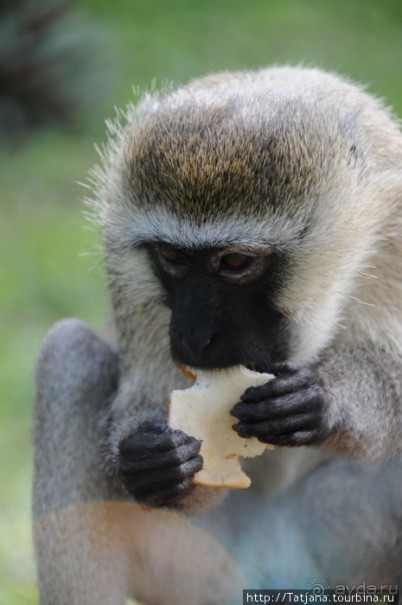 Популярный отель на побережье Diani Beach