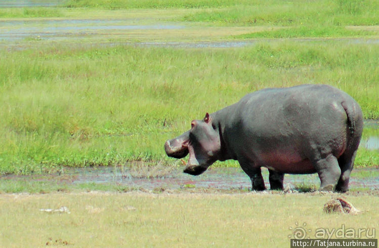 Популярный отель на побережье Diani Beach