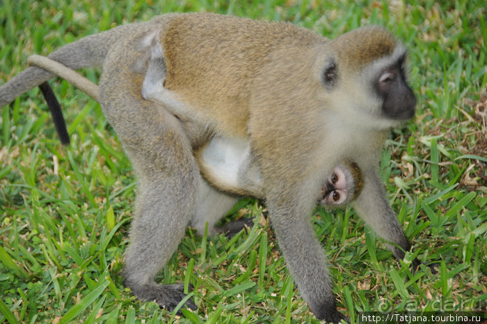 Популярный отель на побережье Diani Beach