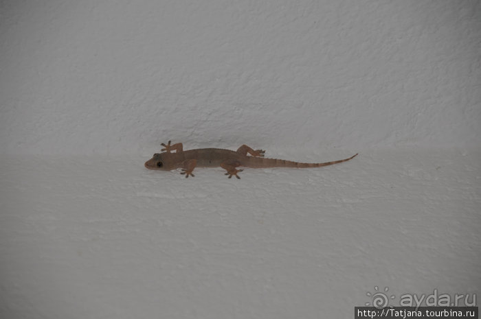 Популярный отель на побережье Diani Beach