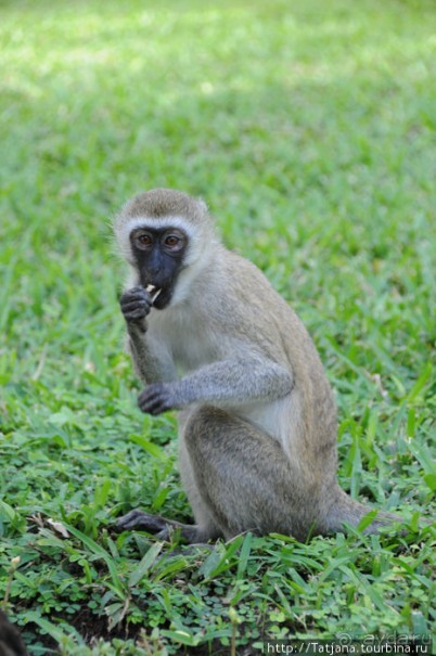 Популярный отель на побережье Diani Beach