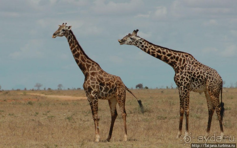 Популярный отель на побережье Diani Beach