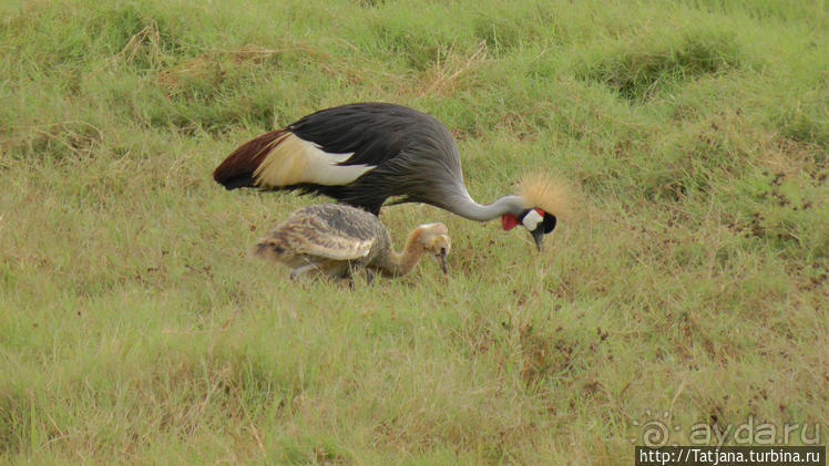 Популярный отель на побережье Diani Beach
