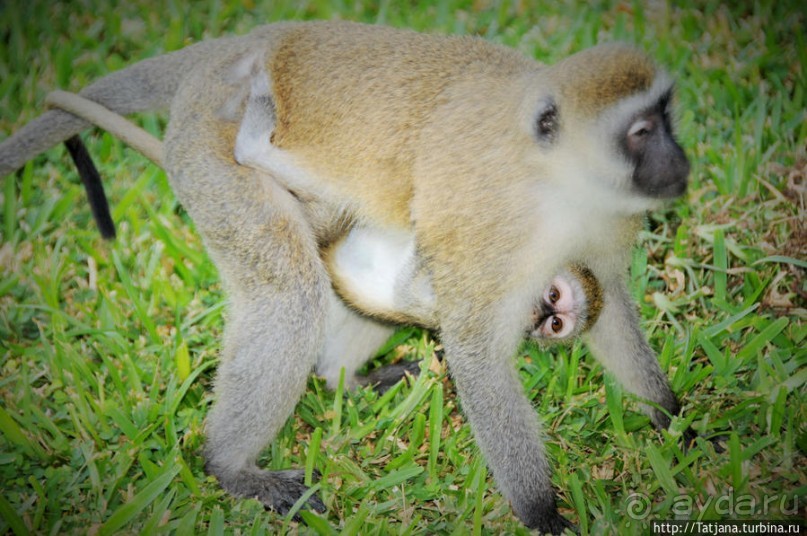 Популярный отель на побережье Diani Beach