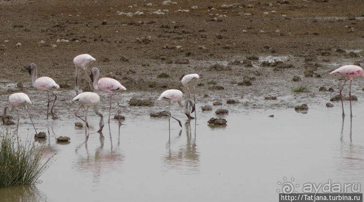 Популярный отель на побережье Diani Beach