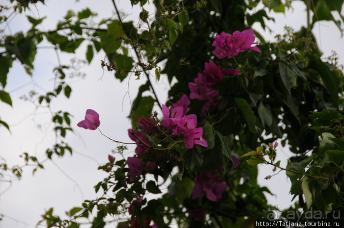 Популярный отель на побережье Diani Beach
