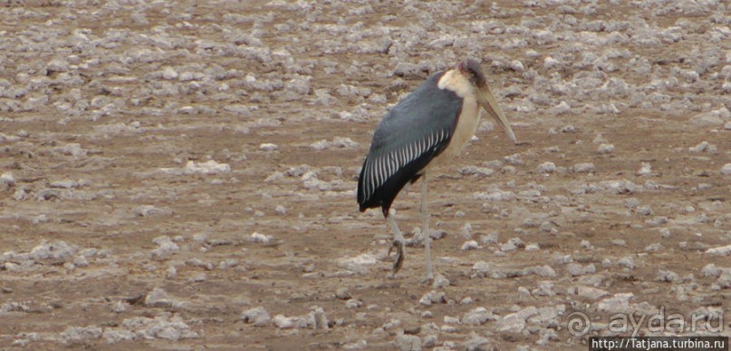 Популярный отель на побережье Diani Beach