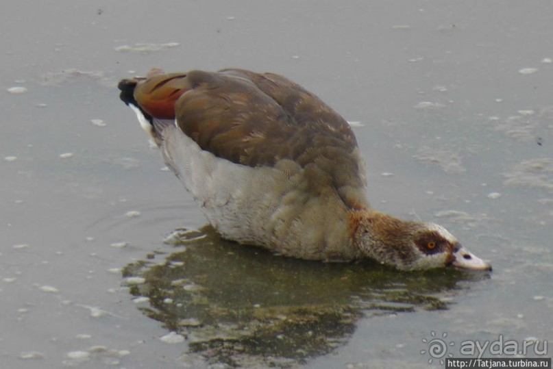 Популярный отель на побережье Diani Beach