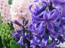 Весна в Голландии в парке Keukenhof