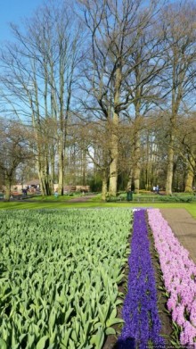 Весна в Голландии в парке Keukenhof