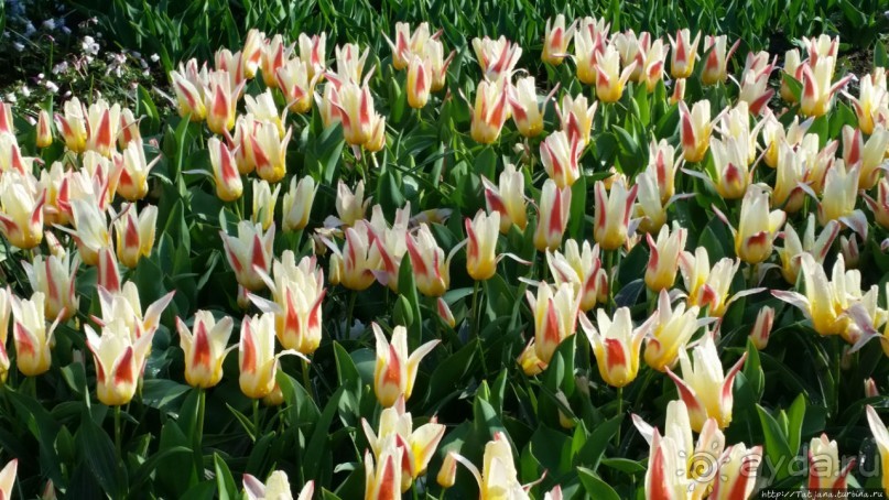 Весна в Голландии в парке Keukenhof