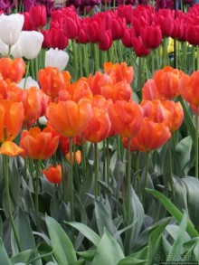 Весна в Голландии в парке Keukenhof