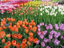 Весна в Голландии в парке Keukenhof