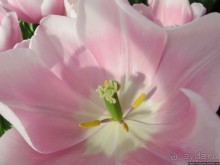 Весна в Голландии в парке Keukenhof