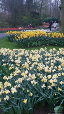 Весна в Голландии в парке Keukenhof
