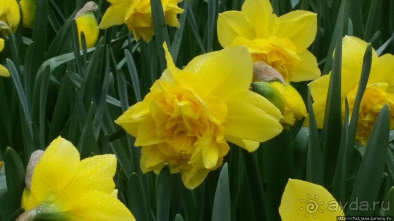 Весна в Голландии в парке Keukenhof