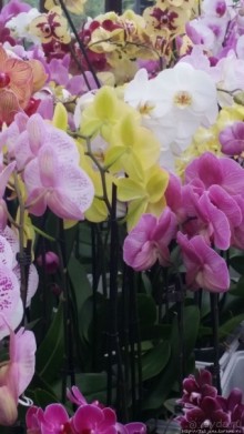 Весна в Голландии в парке Keukenhof