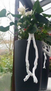 Весна в Голландии в парке Keukenhof