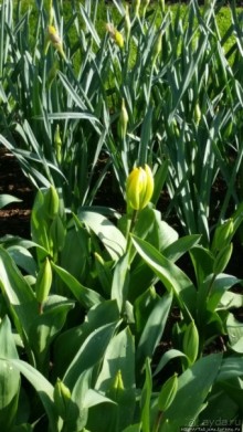 Весна в Голландии в парке Keukenhof