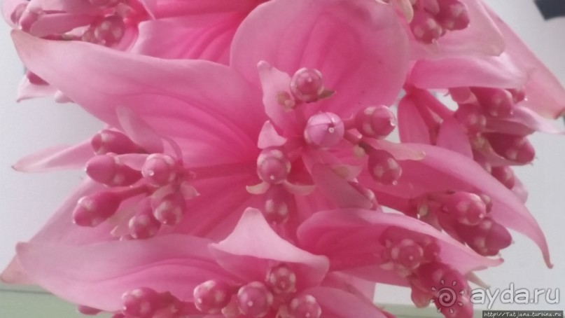 Весна в Голландии в парке Keukenhof