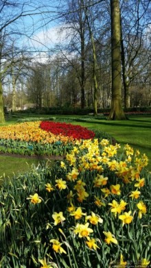 Весна в Голландии в парке Keukenhof