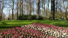 Весна в Голландии в парке Keukenhof