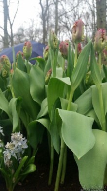 Весна в Голландии в парке Keukenhof