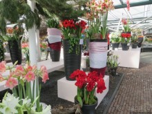 Весна в Голландии в парке Keukenhof