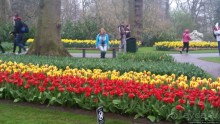 Весна в Голландии в парке Keukenhof