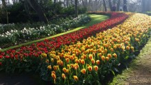 Весна в Голландии в парке Keukenhof