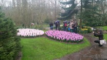 Весна в Голландии в парке Keukenhof